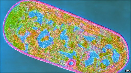 _72571595_clostridium_perfringens_bacterium-spl-1