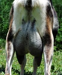 goatindex