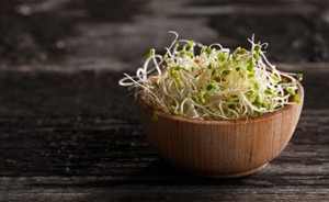 Clover-sprouts-300x184