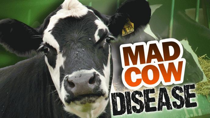 mad cow