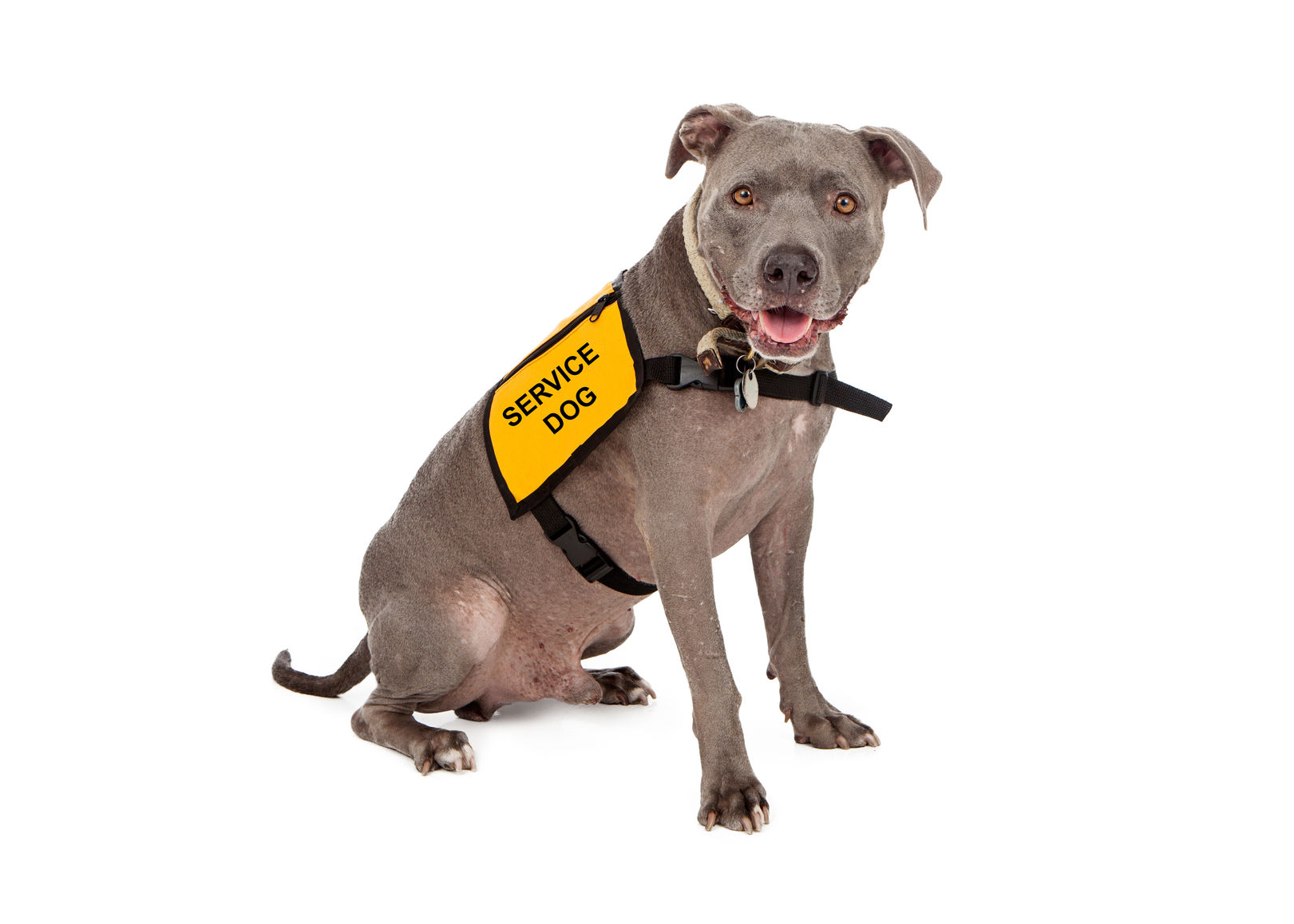 service dog