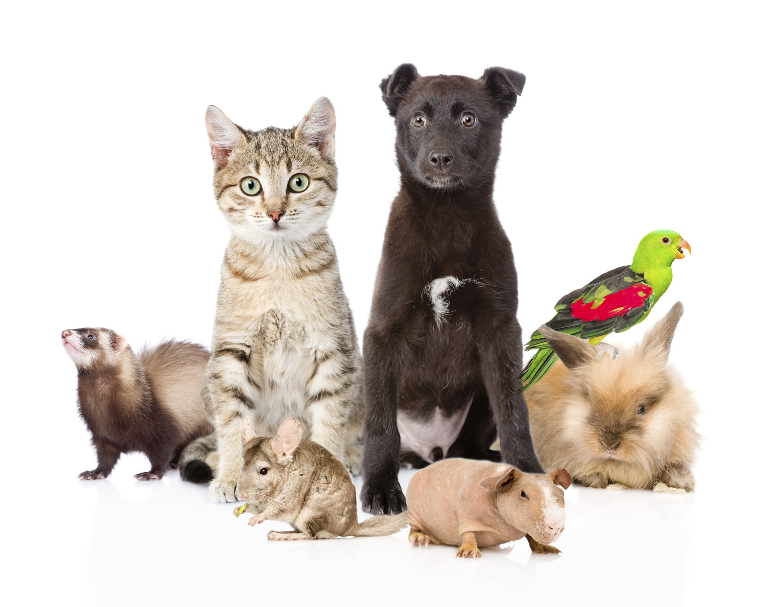 large group of pets. isolated on white background