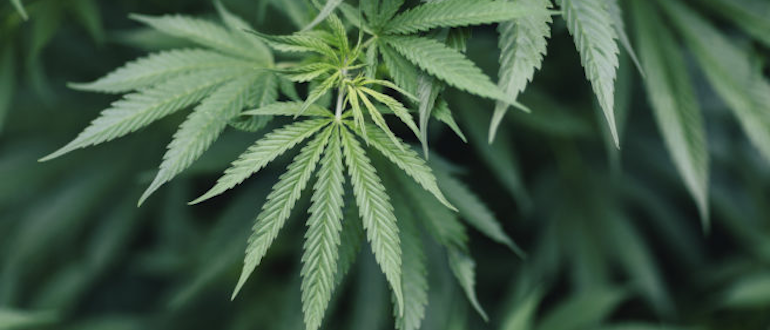 marijuana2