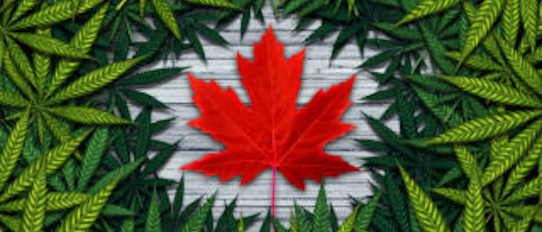 canadian weed