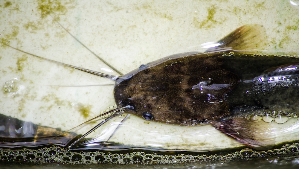 Siluriformes_1000x565