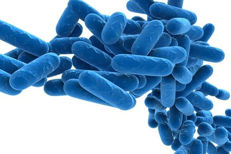 Legionella bacteria