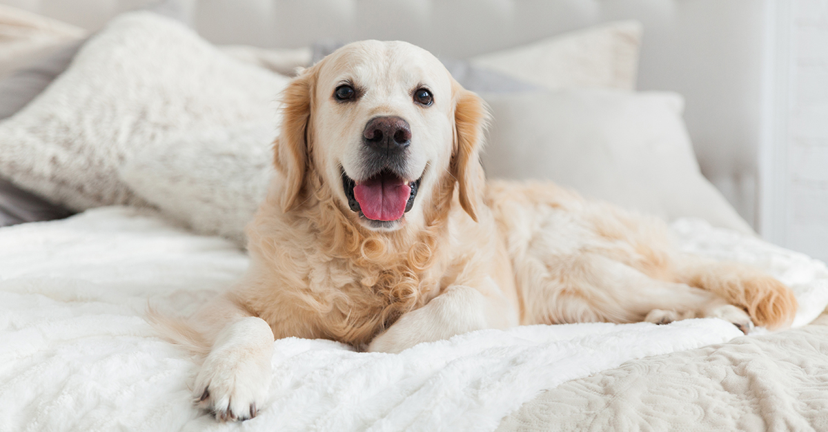 Retail_RetrieverWhiteBed