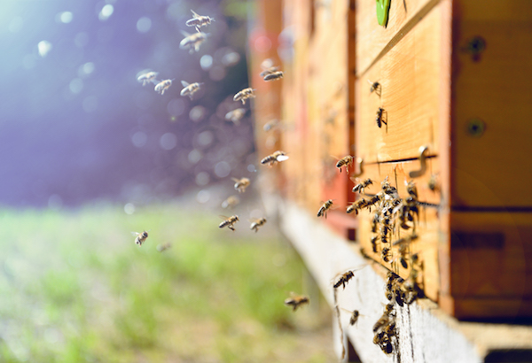 Internet-of-Things-to-Study-Bees.jpeg