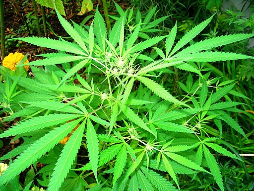 Hemp