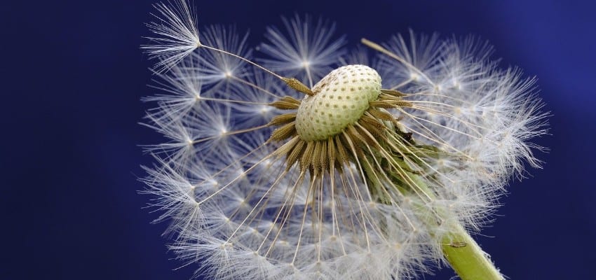 https-complexdiscovery-com-wp-content-uploads-2020-04-dandelion-seeds-new-1-jpg