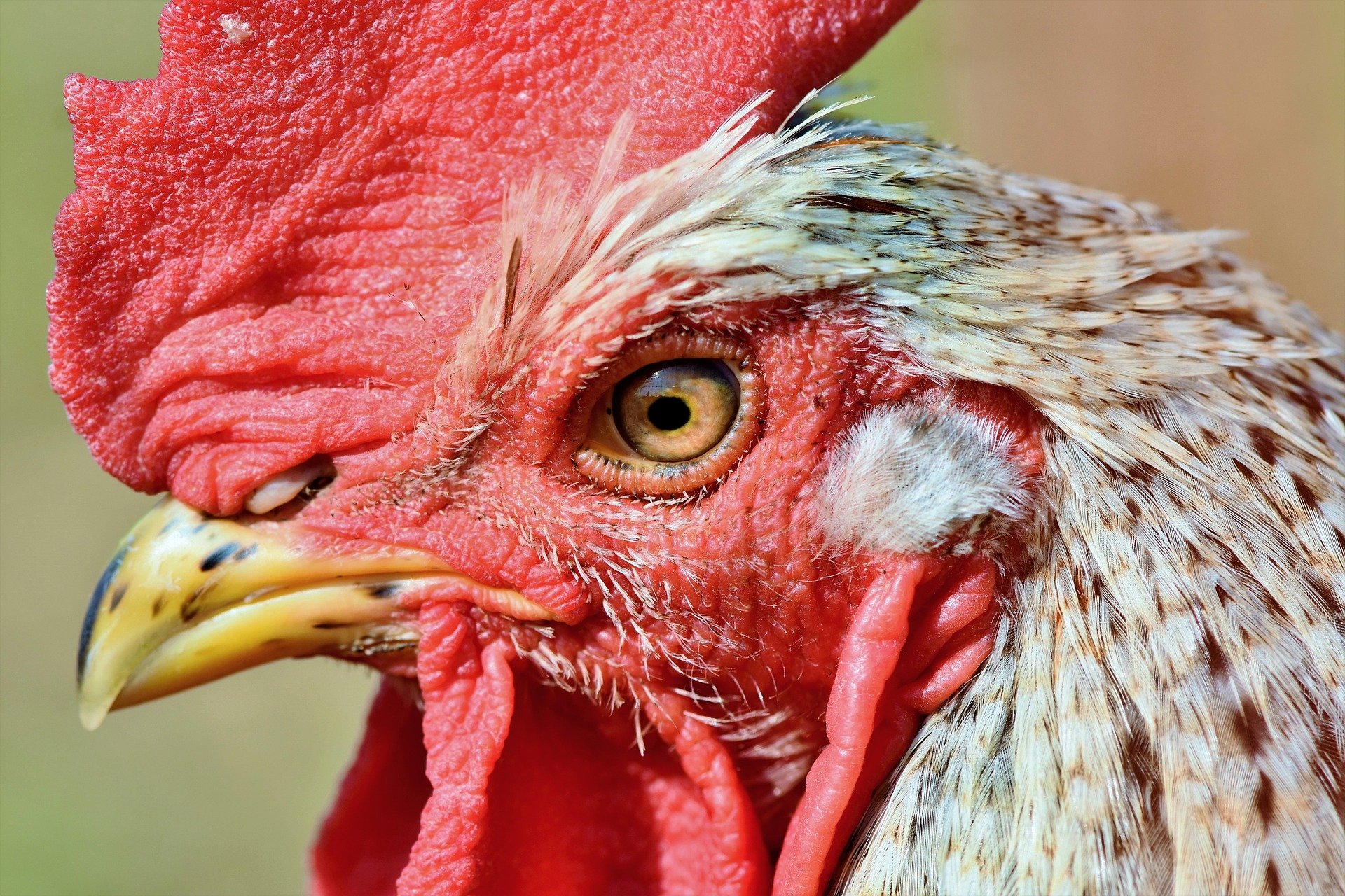 https-whoismyemployee-files-wordpress-com-2020-08-chicken-jpgw585