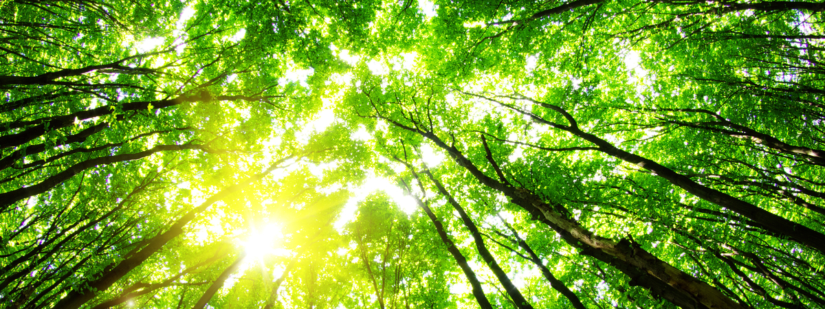 trees-sunlight