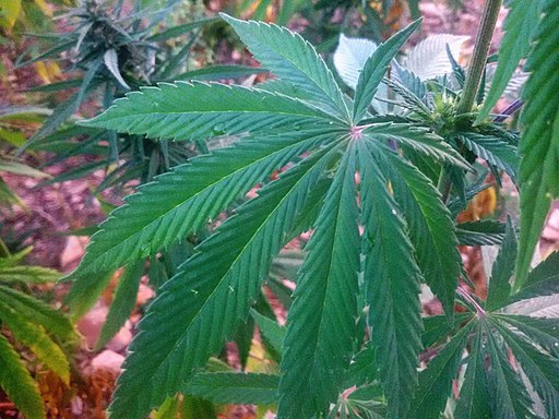 Cannabis leaf in Ketama, Morocco