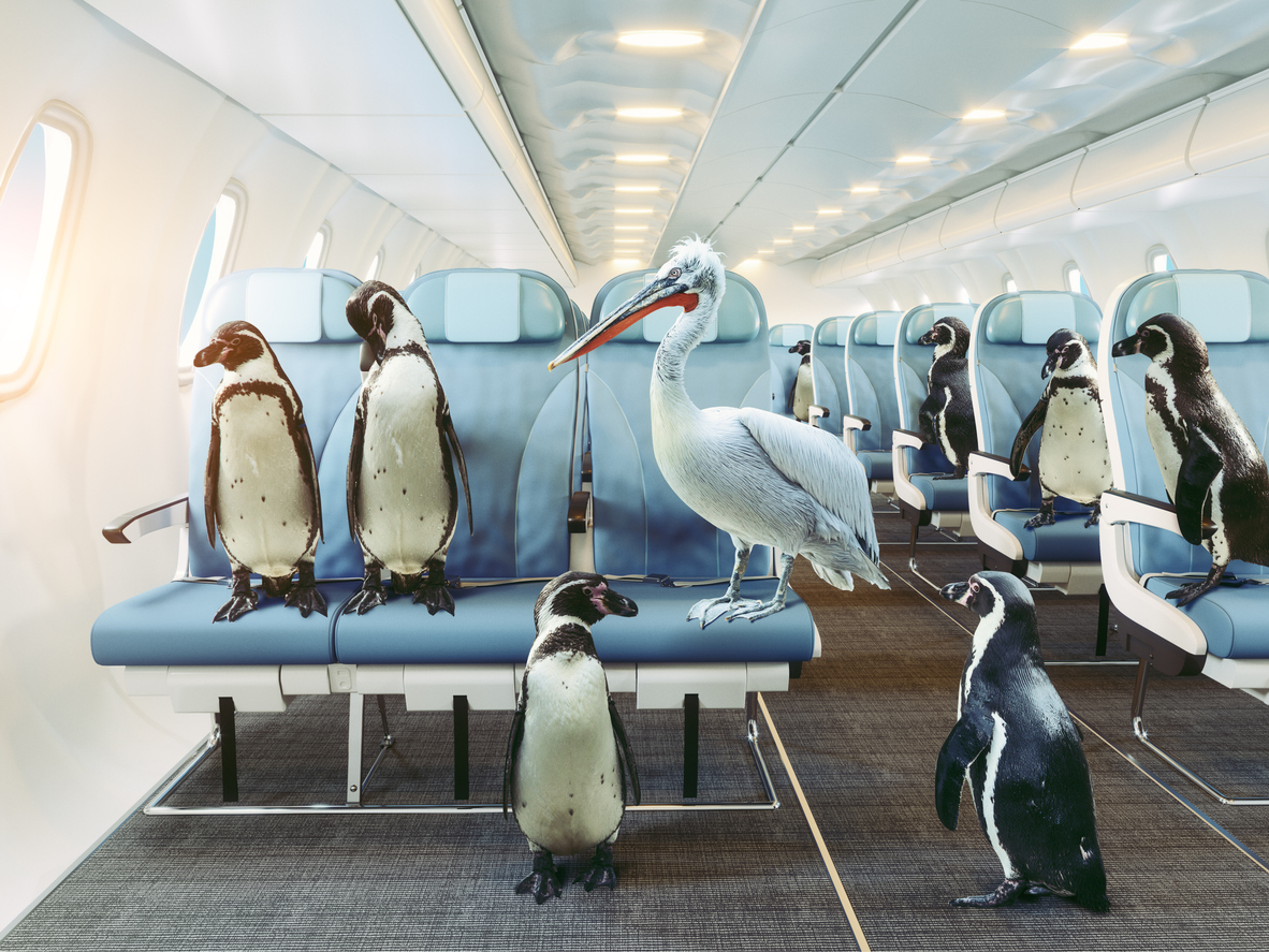 penguins and pelican in the airplane cabin.