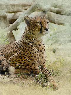 https-1-bp-blogspot-com-okl10u0xdau-x-c-ozz9-si-aaaaaaaacuk-tu6mekghvcoxbd39ymenv1ovin8vrwynaclcbgasyhq-s320-cheetah-2733212_640-jpg