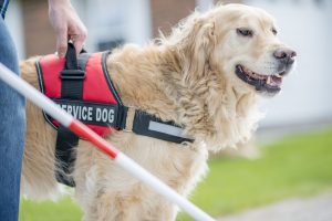 https-www-protectpatientsblog-com-wp-content-uploads-sites-69-2020-12-doginservice-300x200-jpg
