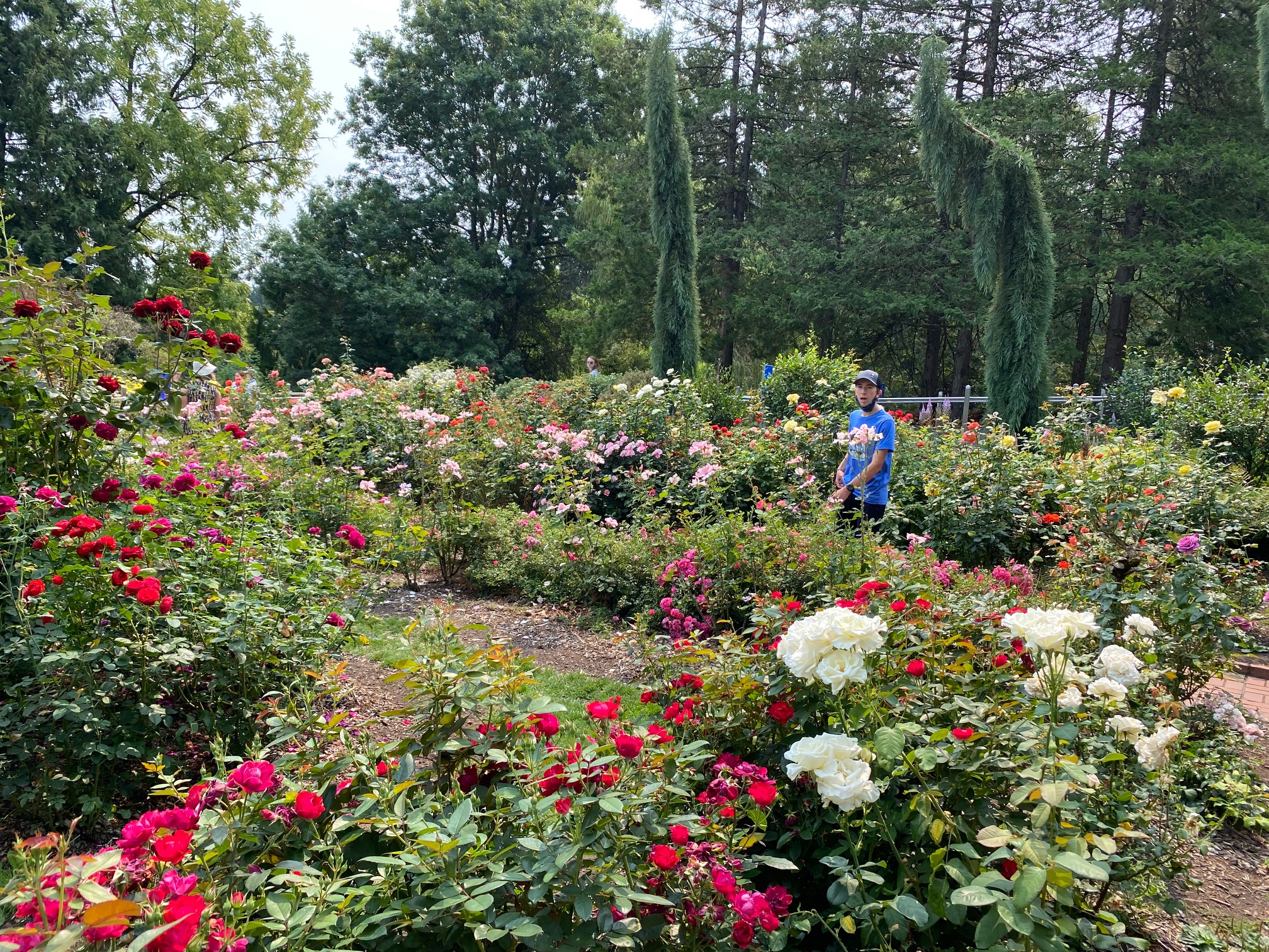 Roses