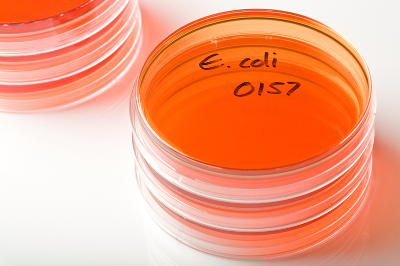 Petri Dish marked as E. coli O157