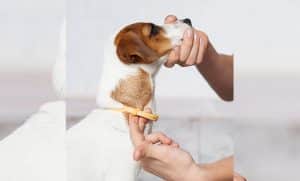 Seresto Recall Flea Tick Collars