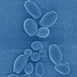 candidaauris-150x150