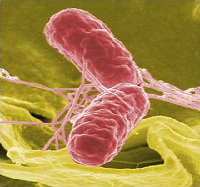 salmonella-1-640x598
