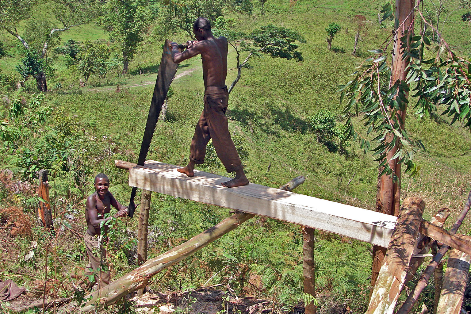 Men sawing wood into planks in Uganda.