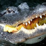 bankruptcy discharge has teeth