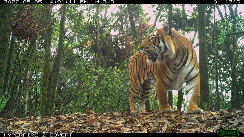 A tiger (Panthera tigris) recorded on a camera trap in Bhutan during the national tiger census 2021-2022. Image courtesy of WWF-US.