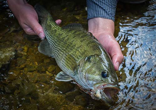 bass-flyfishing