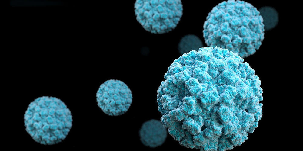 norovirus