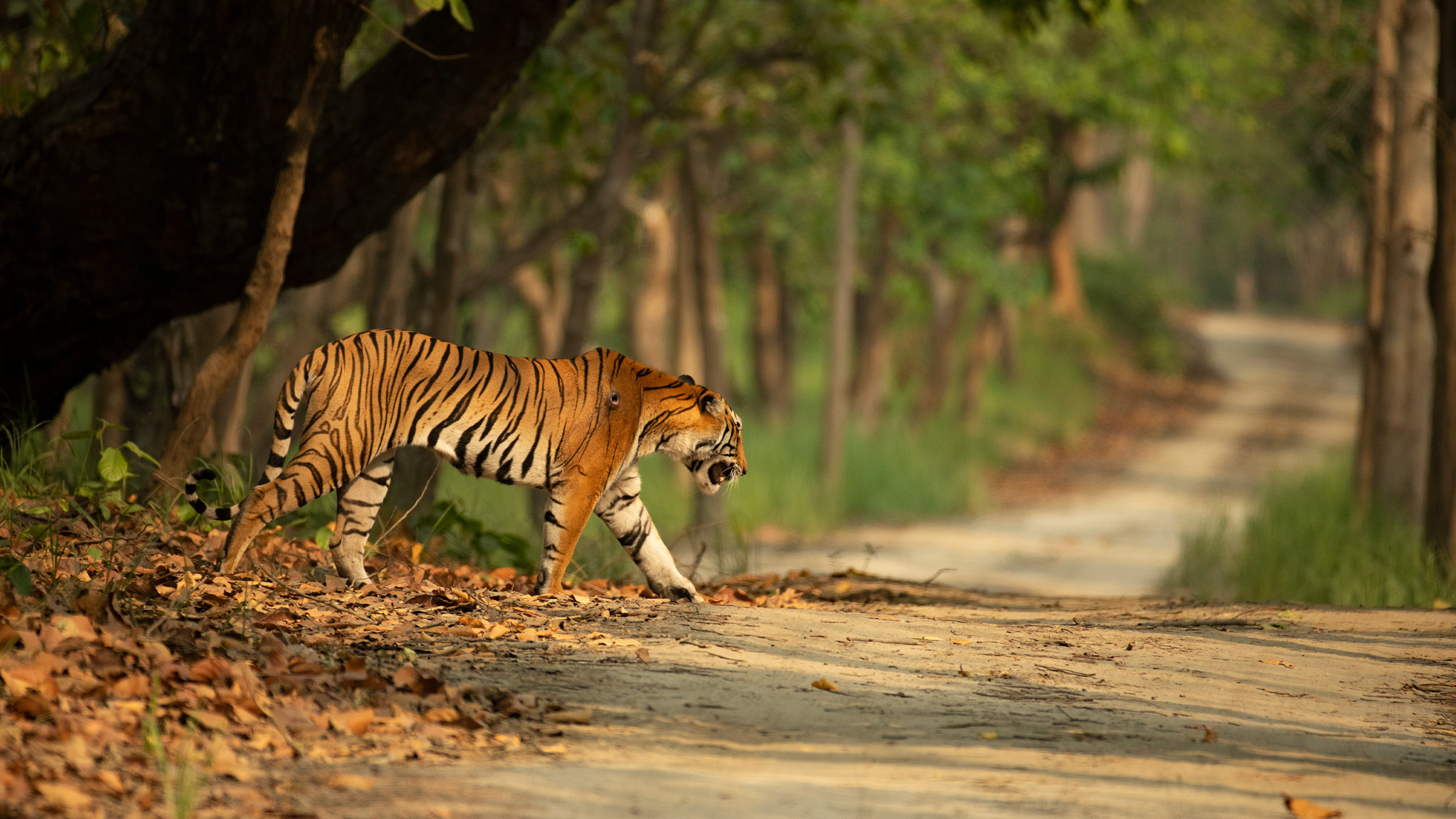 A Bengal tiger crossing a road.