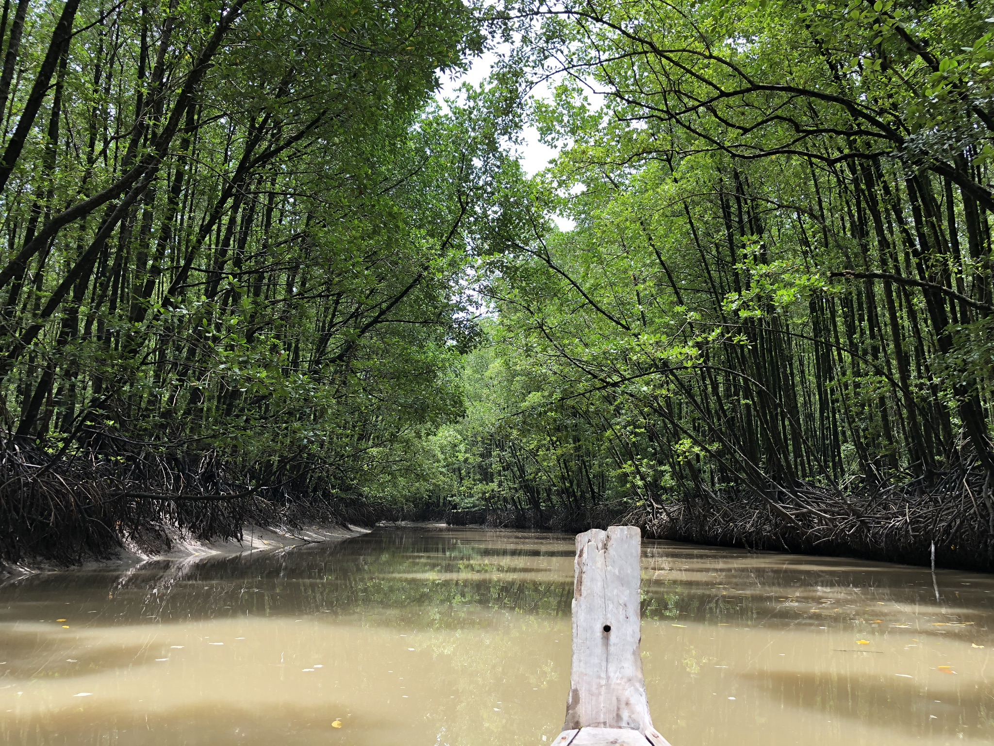 Mangroves in Thailand