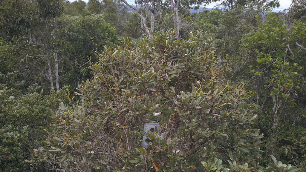 A population of S. impraedicta in the canopy, 10-12 m (33-39 ft) above the ground. A camera trap system is set up to survey flower visitors and potential pollinators. Image courtesy of Eug&egrave;ne Rasamimanana.
