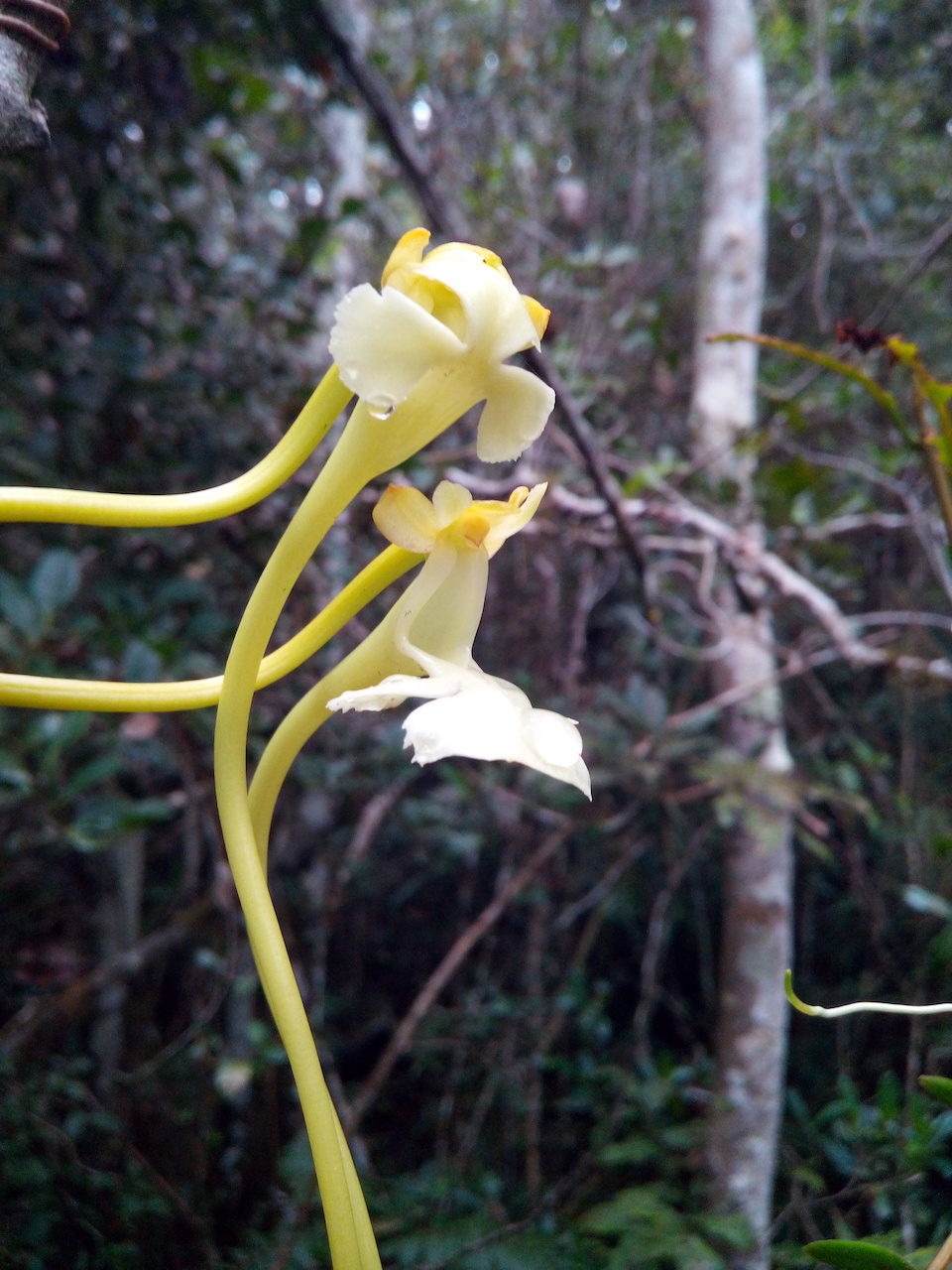 Close-up of the flowers of S. impraedicta. Image courtesy of Marie Savignac.
