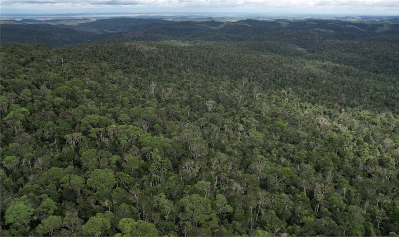 Humid forests are the habitat of S. impraedicta. Image courtesy of Tariq St&eacute;vart.