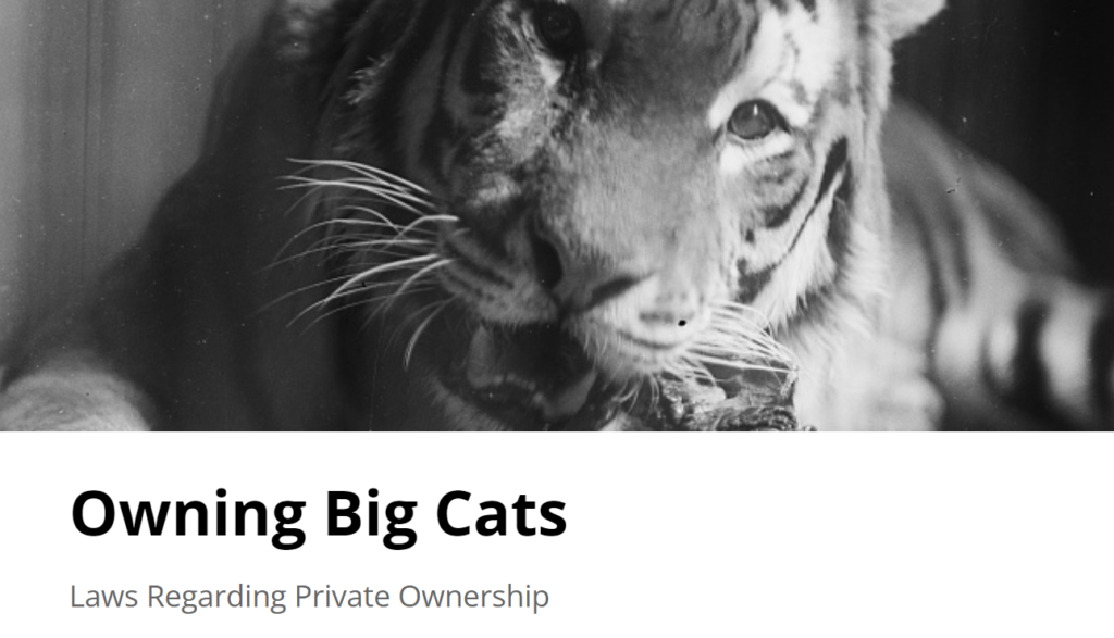 Screenshot of a the title page of the Story Map Owning Big Cats.