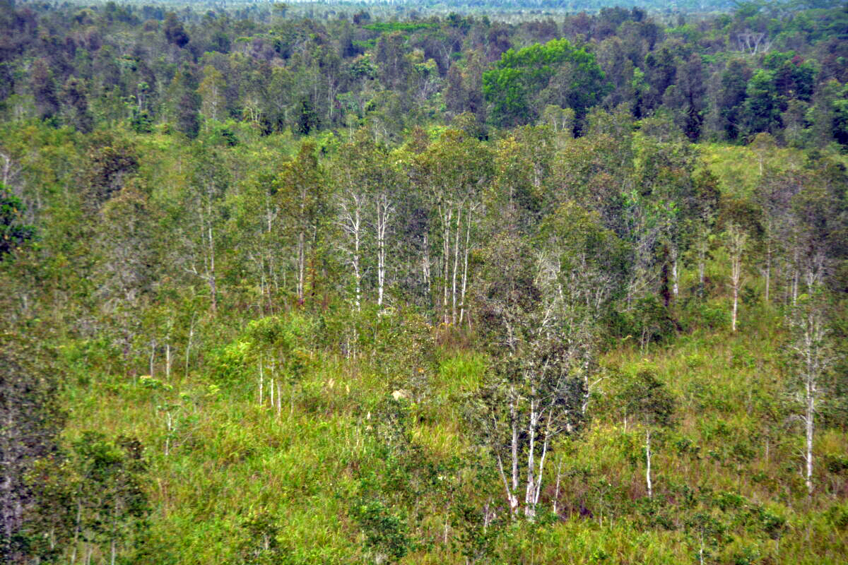 A kaleka with intercropping of eucalyptus and various other woods belonging to the community on the border of the Kalawa village.