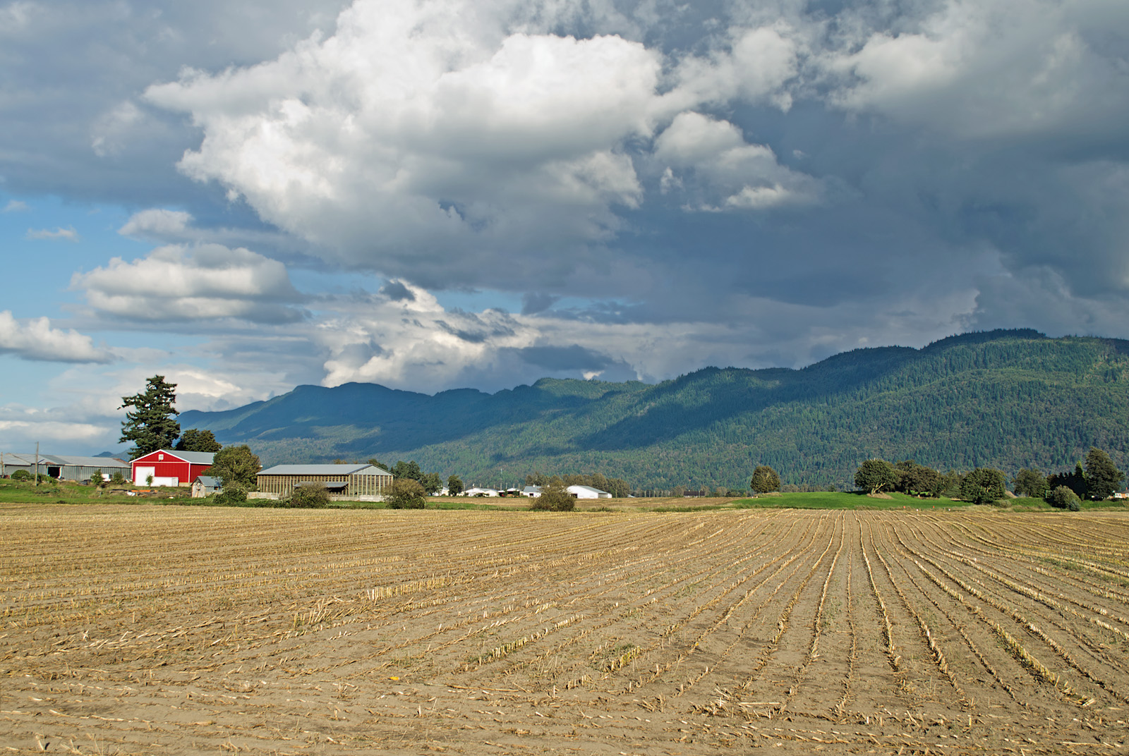 Barns on a farmland in Fraser Valley.