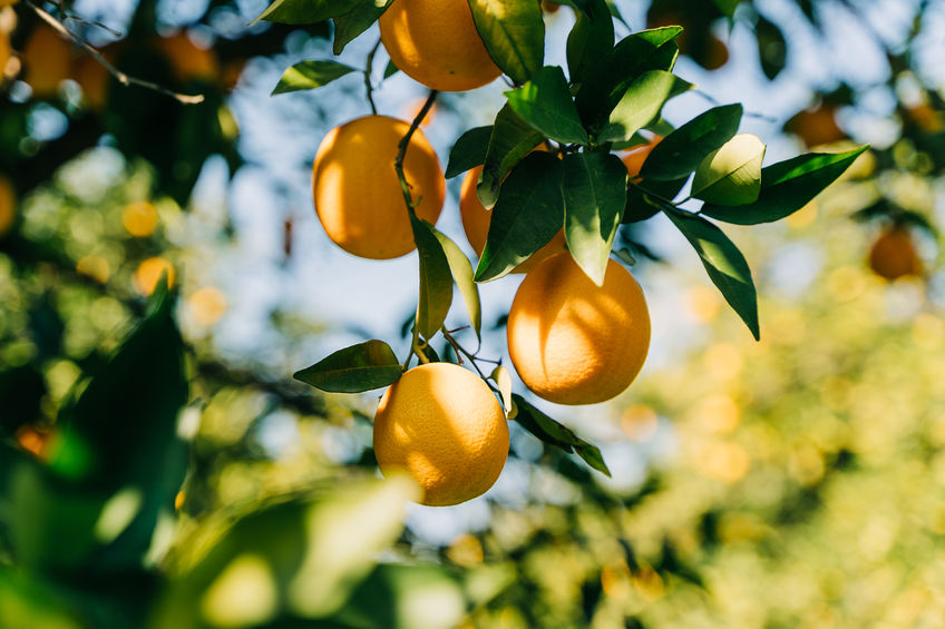 Fresh organic juicy ripe oranges hanging growing on a tree branch in the fruit garden farm orchard plantation