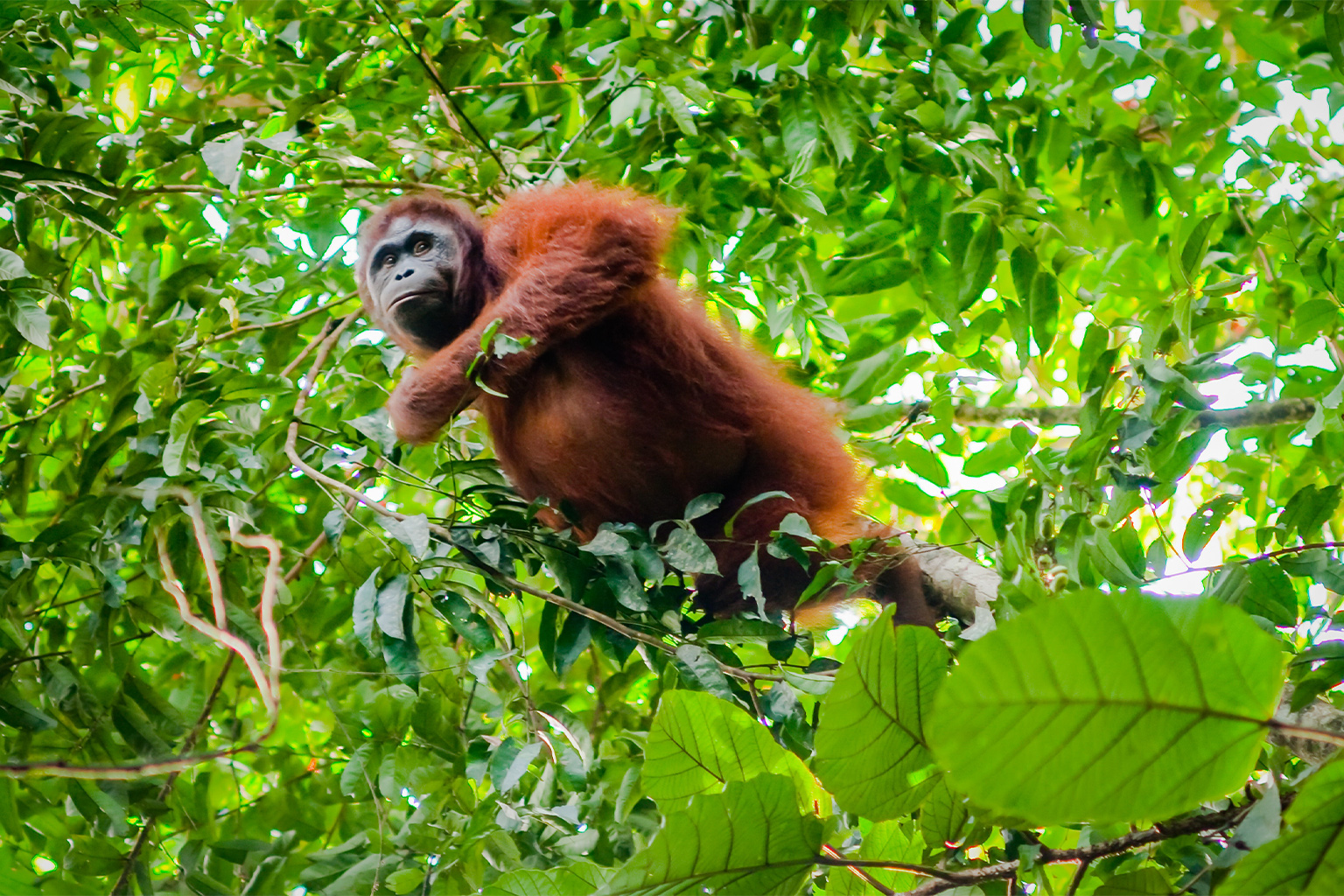 An orangutan (Pongo pygmaeus) in East Kalimantan, Indonesia. 