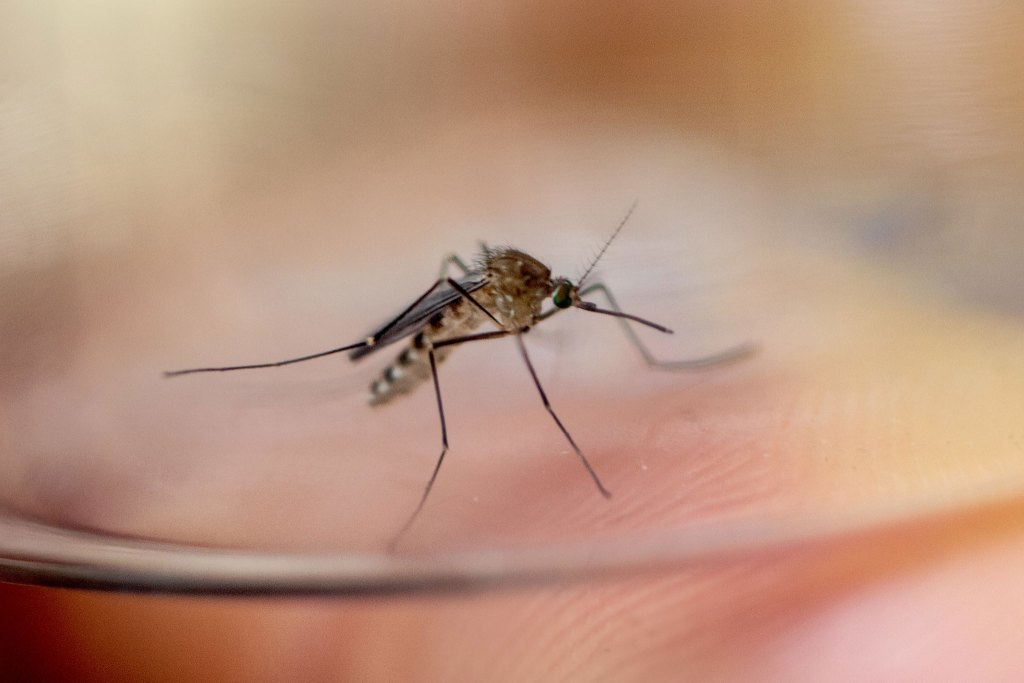 Close-up image of a mosquito standing on a person's skin, with its long legs and proboscis visible. The background is blurred.