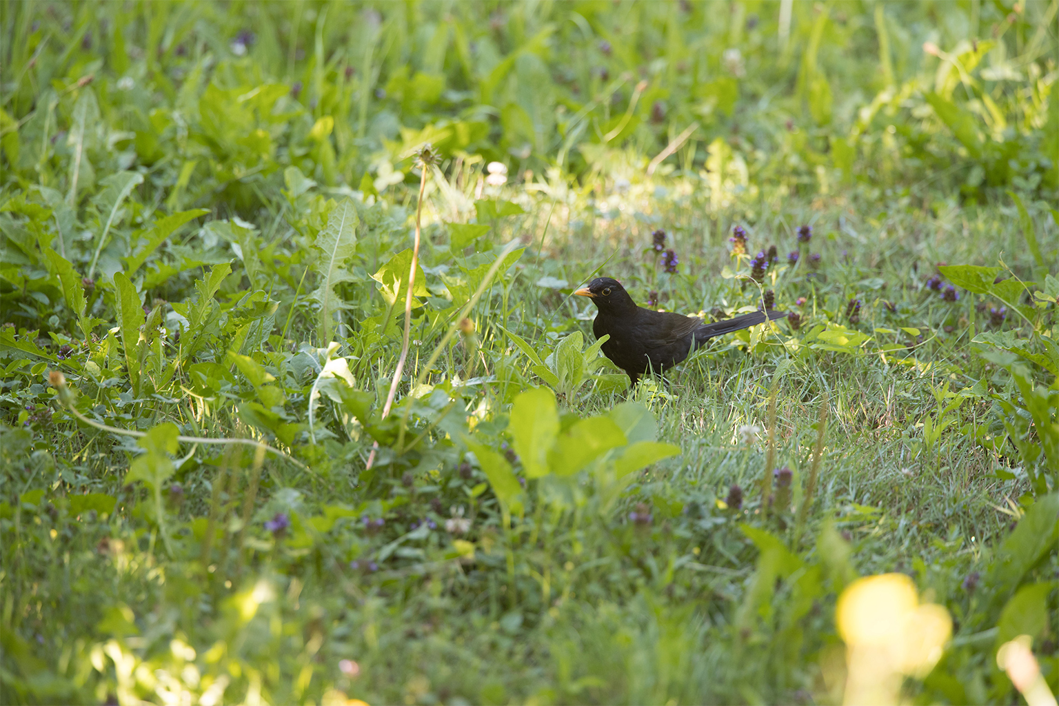 A European blackbird.