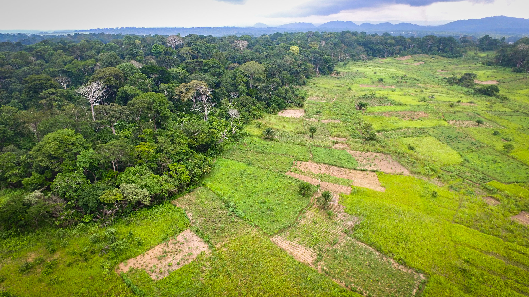 Forest transition to agricultural lands in Bokito, Cameroon.