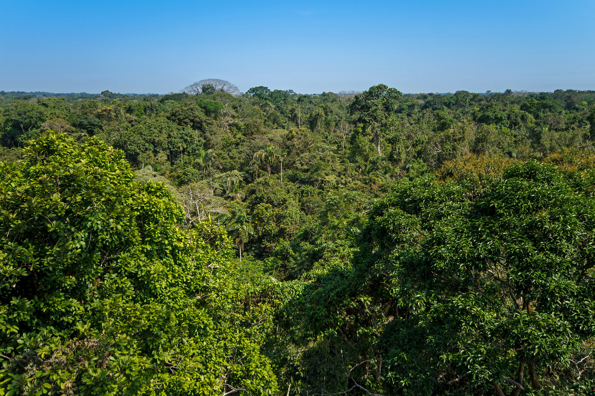 View from above the forest canopy in the Ecuadorian Amazon.