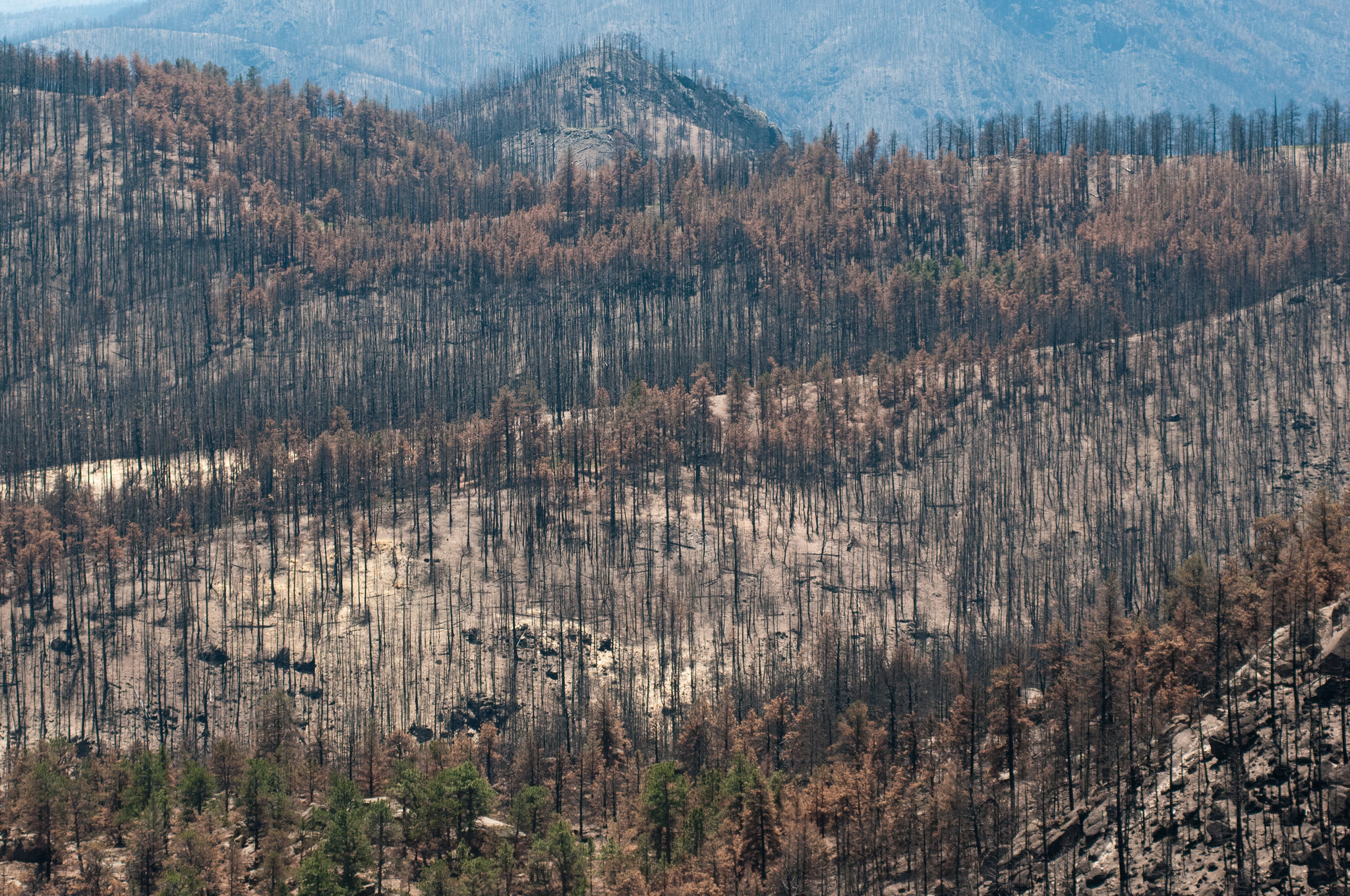 A forest in Colorado after a wildfire.