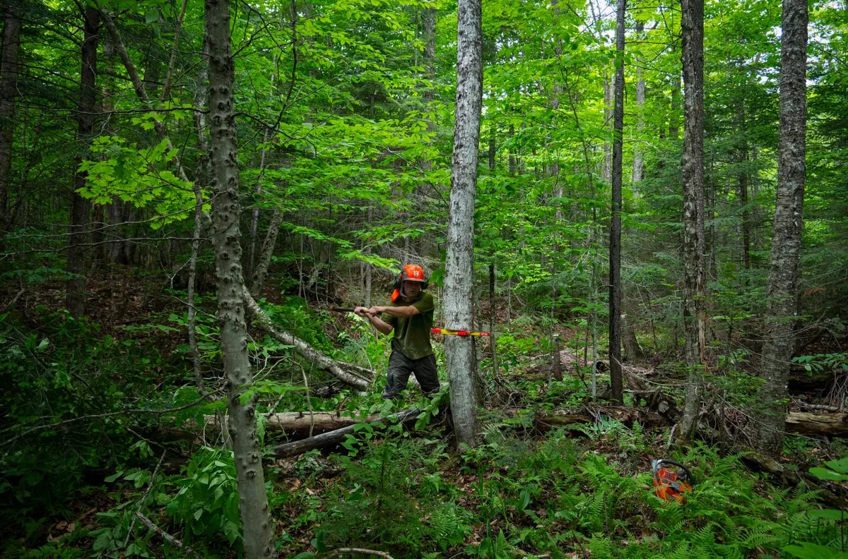 A person wearing safety gear uses an axe to chop a tree in a dense forest surrounded by green foliage and fallen branches.