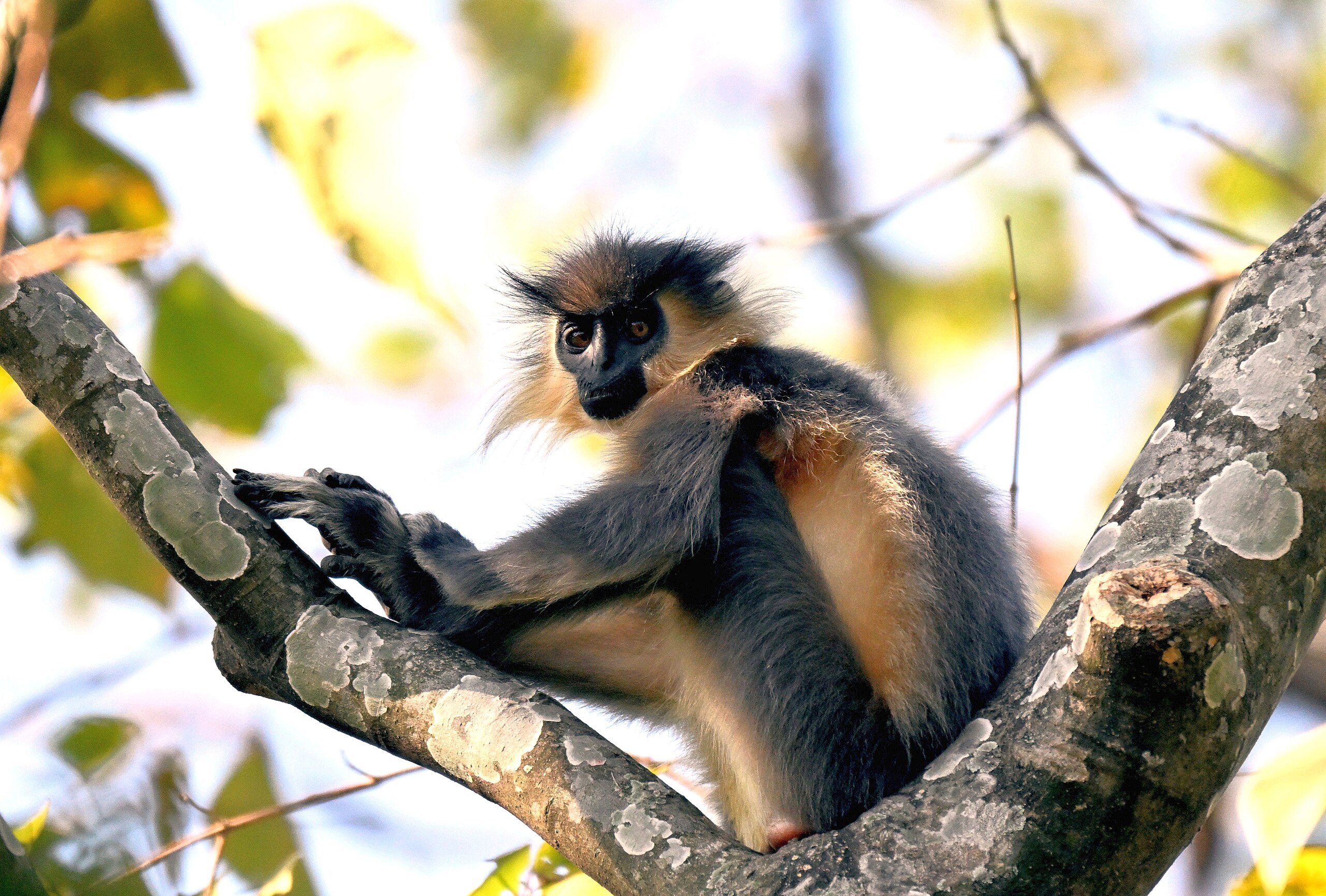A capped langur