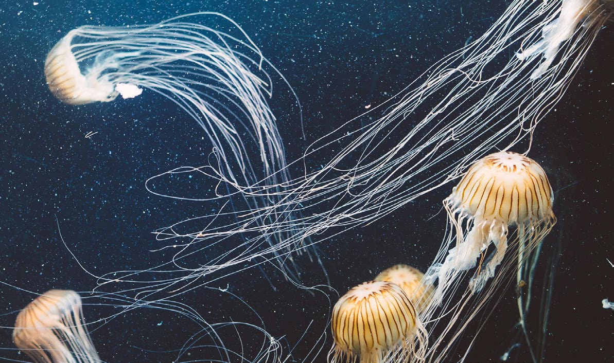 Marine biodiversity is threatened by multiple planetary boundary transgressions, including the crossing of safe thresholds for climate change, modification of biogeochemical flows (nitrogen and phosphorus pollution), the introduction of novel entities (pollution by a wide range of synthetic materials) and now, ocean acidification. 