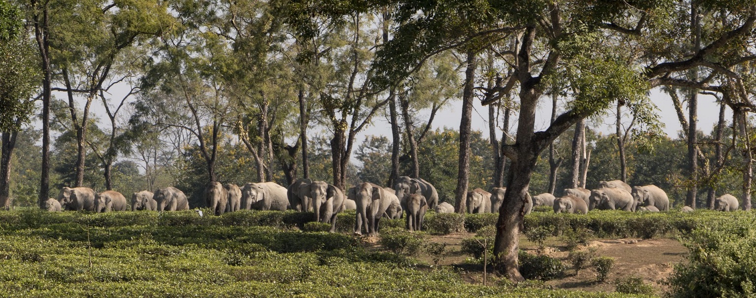 A herd of elephants in a tea garden. Between 2000 and 2023, elephants killed 1,468 people in Assam. Of the 1,209 elephants that have died over the same period, 626 are human-caused deaths.