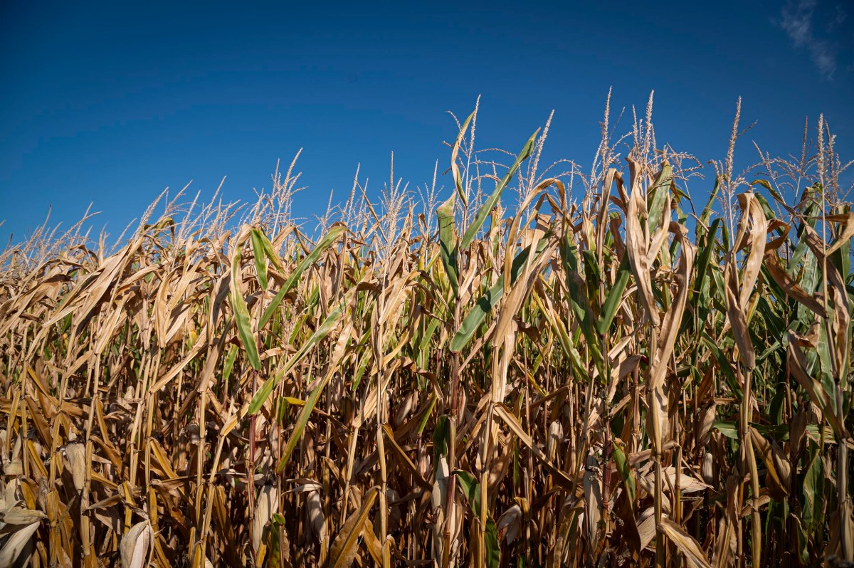 A field of mature corn plants with dry, yellowing leaves under a clear blue sky.